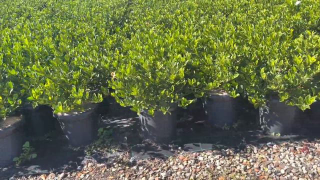 Gardenia Florida Advanced 300mm Po / 25L Budget Nurser Sydney