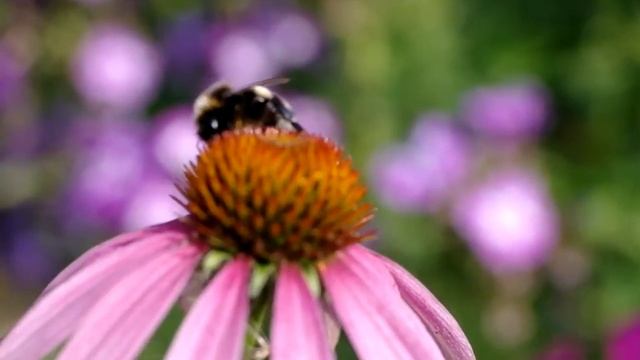 Samsung NX11, тест видеорежима смотреть онлайн