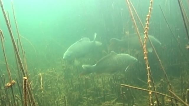 ТОП 10 Самых Больших Рыб из Наших Рек | Аномальные Речные Монстры Пойманные Человеком смотреть онлайн