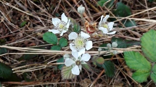 Rubus Fruticosus (Shrubby Blackberry)
