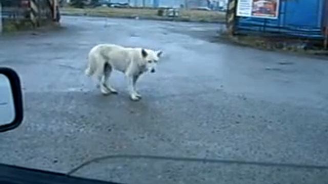 Собака танцевака!!!!!! смотреть онлайн