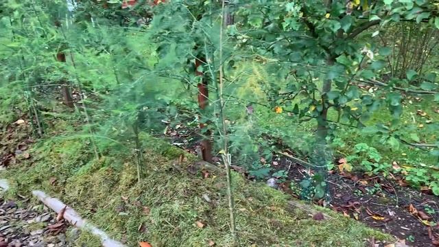 Ninnie's Cottage Garden - Sweden, September 2020.