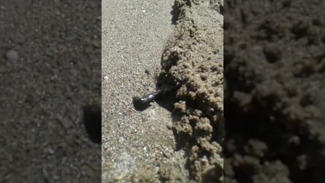 VLOG Дача/Пиявка смотреть онлайн