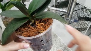 Триходерма творит чудеса ?.Как выглядит триходерма в горшке у орхидеи?Реанимац-ые орхидеи через 15д