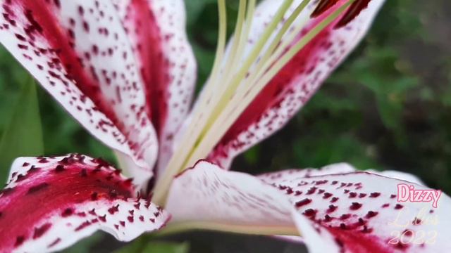 Лілії 🌺2022🌺 Lilies 🌱4ч🌱 смотреть онлайн