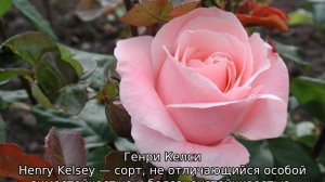 Канадские розы