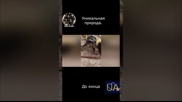 Экзотические животные. Уникальные животные. Животные планеты 2023. Неизвестные животные планеты. смотреть онлайн