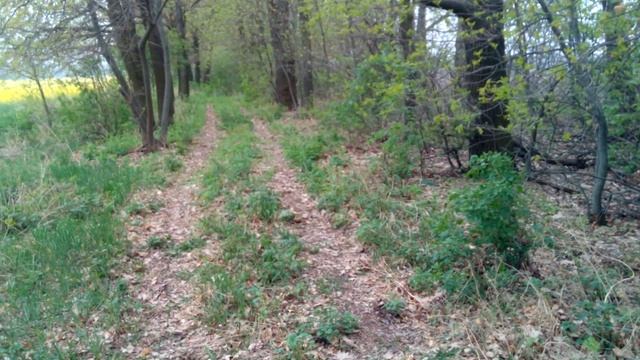 Когда цветет рапс. Сильное развитие семьи пчел. Начало кочевки. смотреть онлайн