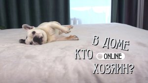 ФРАНЦУЗСКИЙ БУЛЬДОГ «ЗАЛЮБИЛ» ХОЗЯЙКУ!