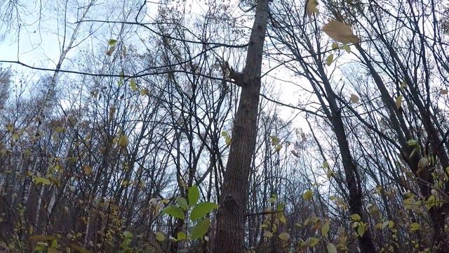 Белки в Сормовском парке. смотреть онлайн