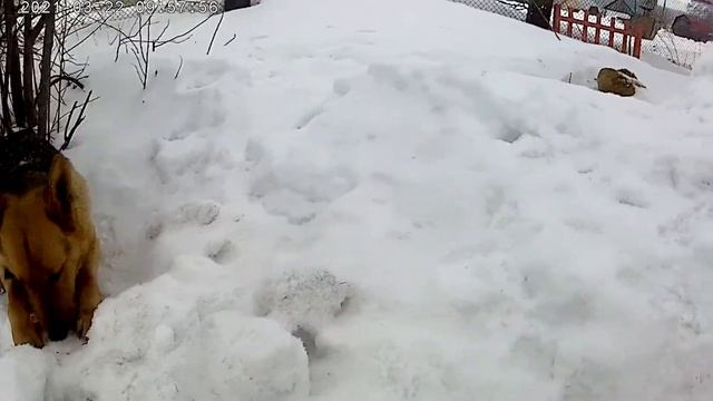 Щенку мясо понравилось ) смотреть онлайн