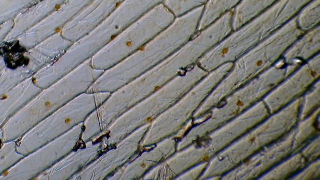 микроскоп из веб камеры Defender G-lens 2577 HD720p 3