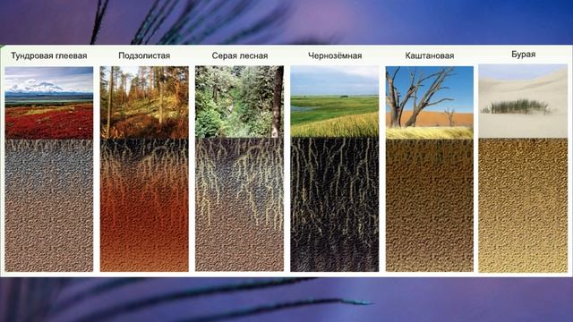 §38 "Почва - особое природное тело", География 8 класс, Полярная звезда смотреть онлайн