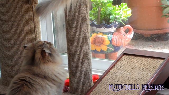 13 08 07 Persian kitty, Gypsy Rose, looking for trouble смотреть онлайн