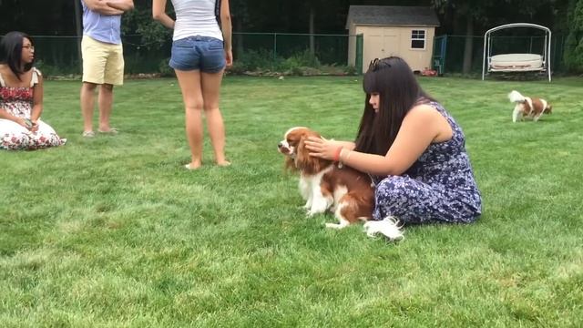 Cavalier King Charles Playdate | Blenheim Party | Herky the Cavalier смотреть онлайн
