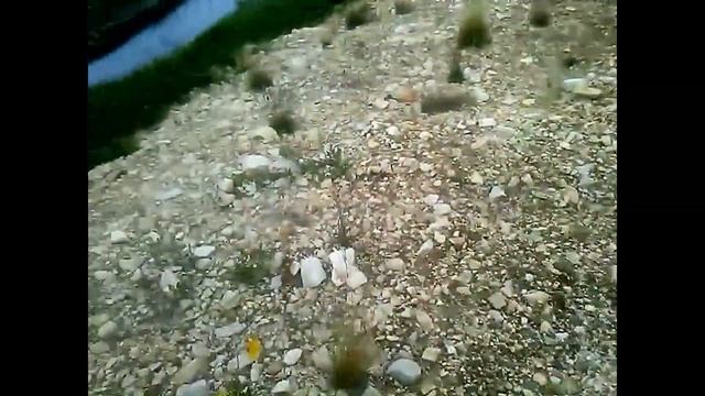 цветы тундры смотреть онлайн