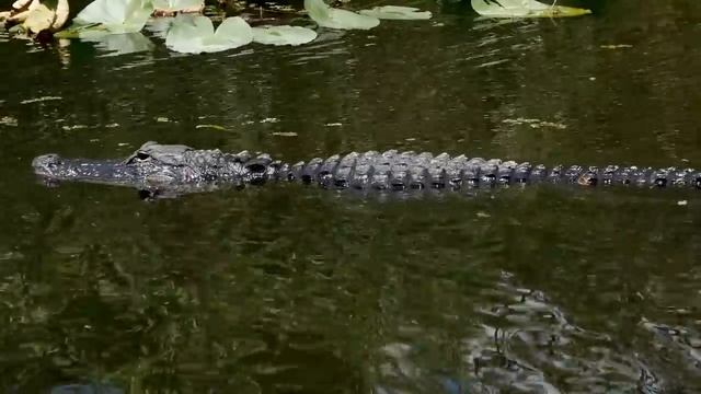 Criaturas Impressionantes Encontradas na Amazônia смотреть онлайн