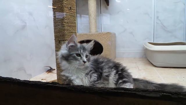 Мейн кун - не Эдди смотреть онлайн