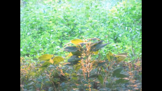 Н. Г. Гарин Михайловский. Детство Тёмы. Часть 1 смотреть онлайн