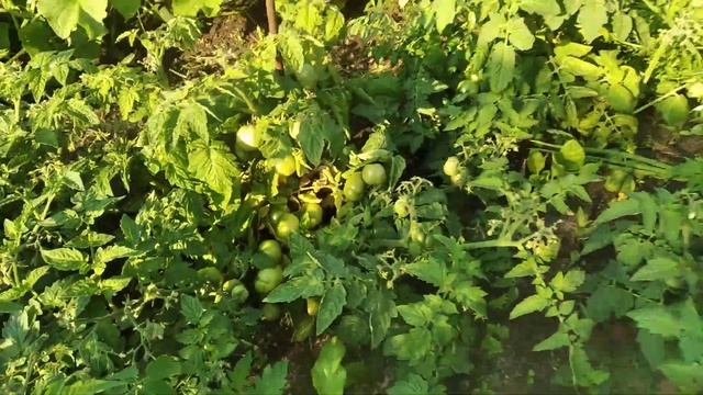 Помидоры ? Бони ММ смотреть онлайн