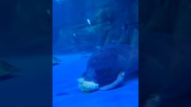 Aquarium in Seoul.#manatee #manatí #lamantin #aquarium #animals #животные #coex #animali #Tiere смотреть онлайн