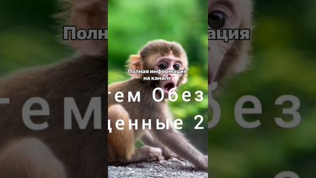 #врек#обезьяна#судьба#характер#деньрождения Тотем Обезьяна рождённые 2 июля смотреть онлайн