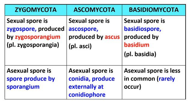 Domain Eukarya: Kingdom Fungi смотреть онлайн