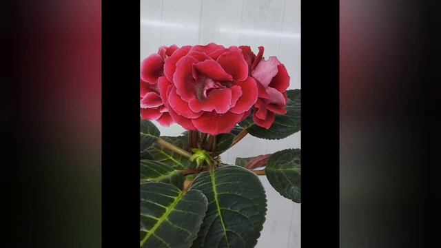 САТ-Королева Танцпола 💃💃💃#глоксинииСАТ#глоксинии#семенаглоксинии#семенапочтой#купитьсемена смотреть онлайн