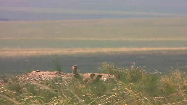 Центральная Азия.Дух дикой природы - Фильм 3. Сказания ветра, песнь земли - Документальный фильм смотреть онлайн