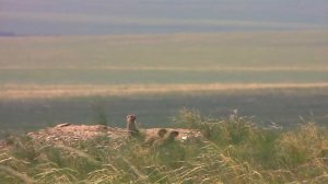Центральная Азия.Дух дикой природы - Фильм 3. Сказания ветра, песнь земли - Документальный фильм