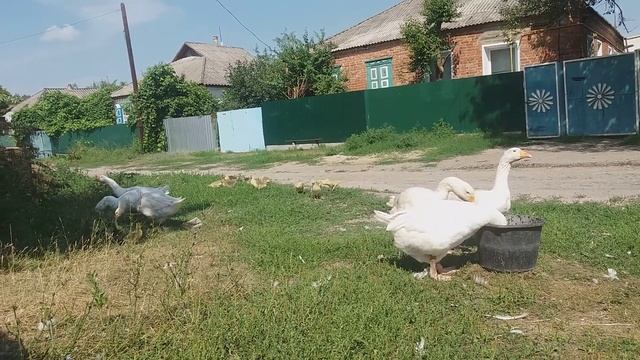 2 гуся. 4 гусыни. 21 гусенок) почему все вместе? смотреть онлайн