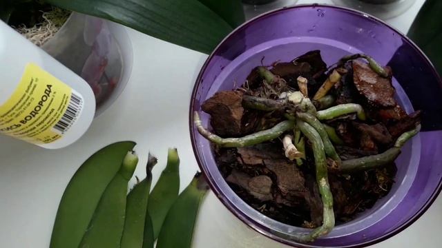 Орхидеи.Как спасти орхидею без точки роста?Сгнила точка роста,корни живые. смотреть онлайн