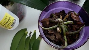 Орхидеи.Как спасти орхидею без точки роста?Сгнила точка роста,корни живые.