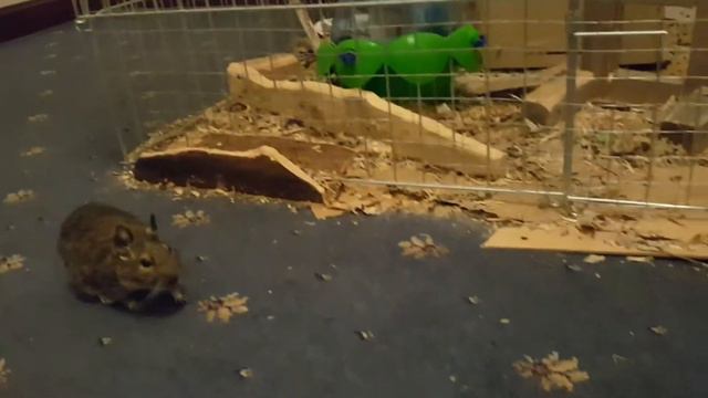 Degus shivering, puffing up fur, shaking tail and chattering teeth. смотреть онлайн