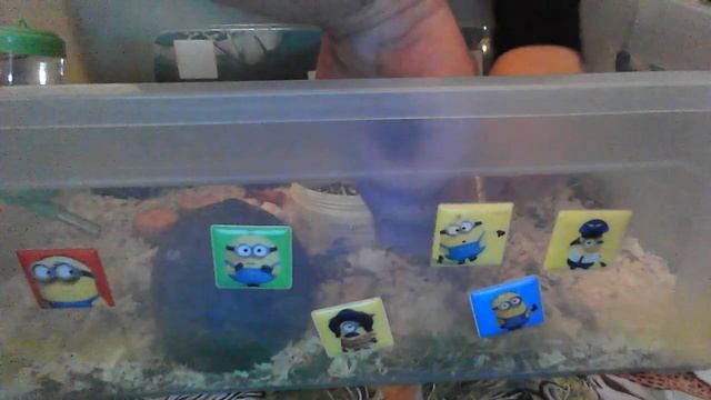 маленькие джунгарики смотреть онлайн