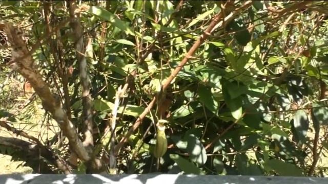 Непентес Мирабилис (Nepenthes Mirabilis)