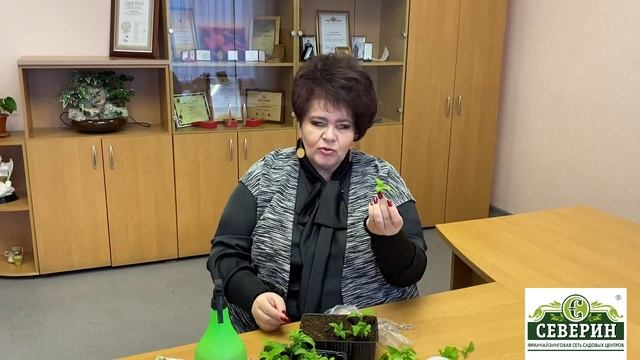 Черенкование петуний!!! смотреть онлайн