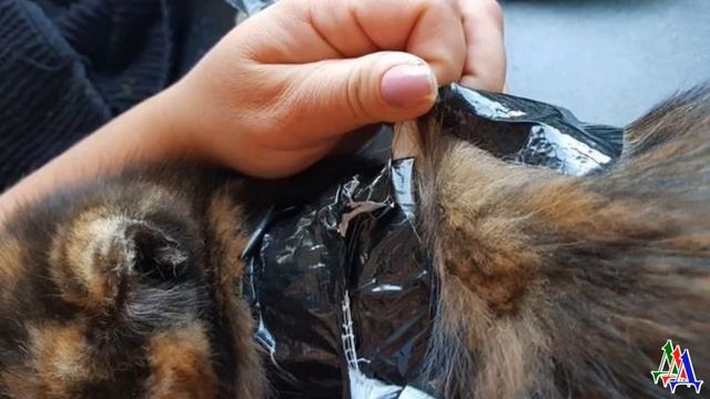 Маленького КОТЕНКА использовали в качестве живой ПРИМАНКИ для собак, он чудом остался жив… смотреть онлайн