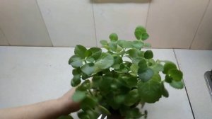 Комнатная мята плектрантус - формирование кроны и заготовка черенков.