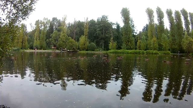 Утки в дендропарке. Екатеринбург. Свердловская область смотреть онлайн