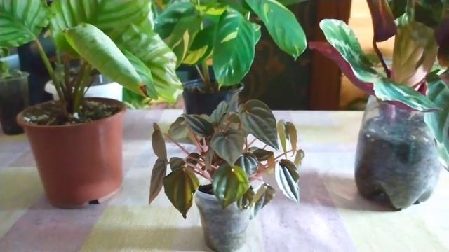 Indoor flowers?Комнатные цветы?Перестановки смотреть онлайн