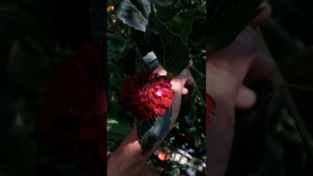 Далия Литл Роберт. Little Robert смотреть онлайн