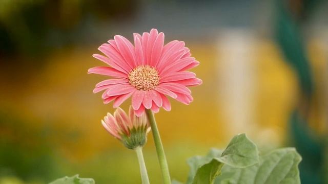 Музыка для лечения сердца и нервной системы ? Нежная музыка для души и жизни смотреть онлайн