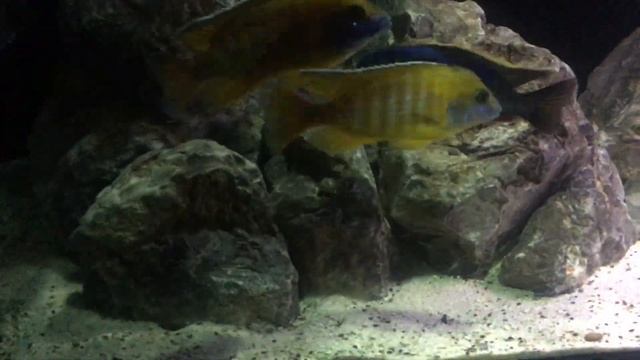 Цихлиды и корм Копенс смотреть онлайн