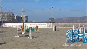 Конь-учитель в конкур. Арт.: 0099