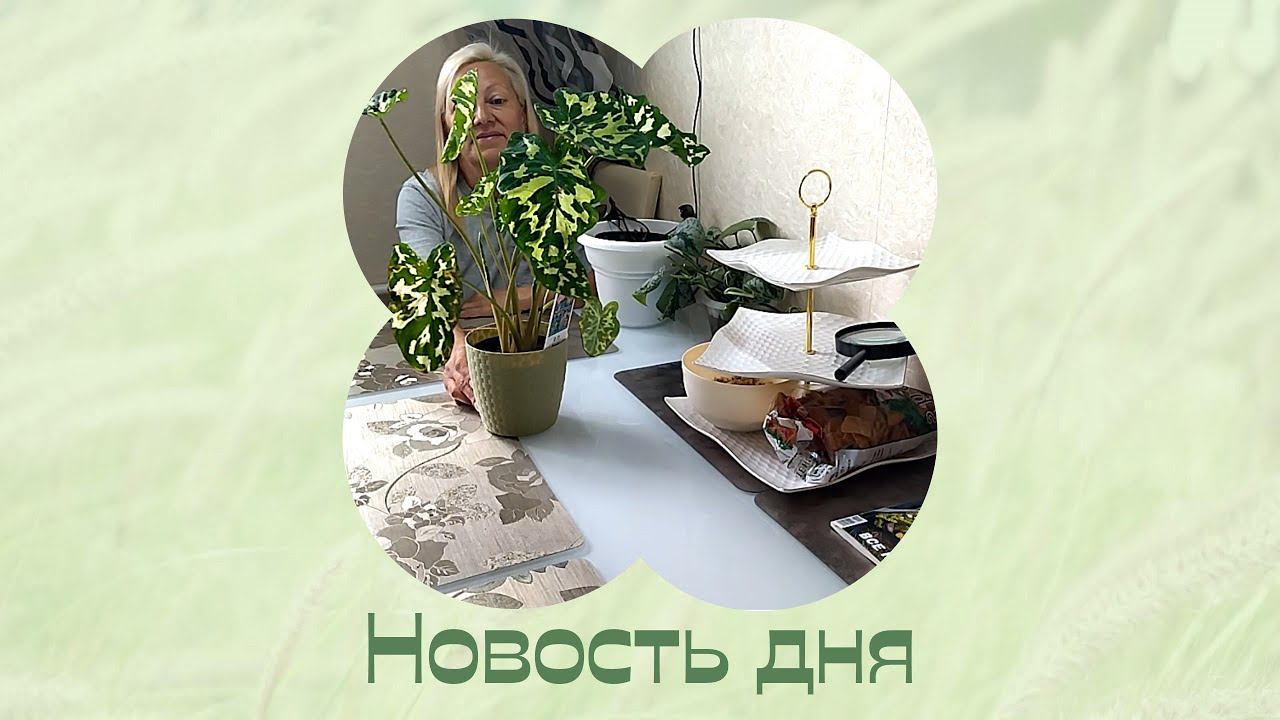 На побывку в квартиру. Новая Алоказия. смотреть онлайн