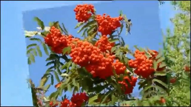 Рябины куст! смотреть онлайн