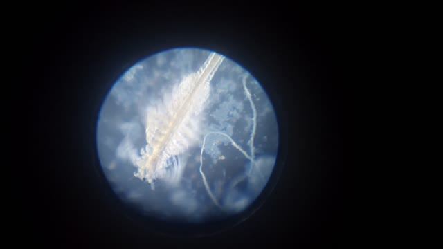 Питомец ЮрскогО периода, разведение, под микроскопом.