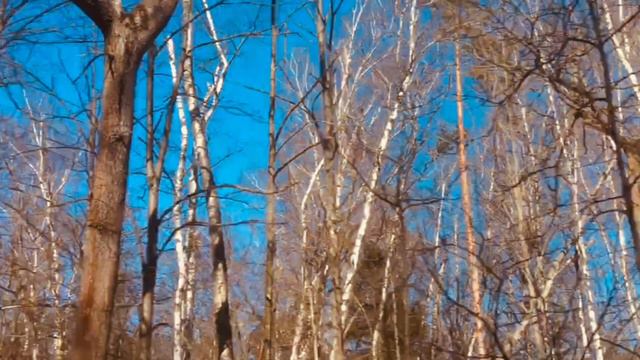 🌲698🌲 Дорога через лес 🌲🌲🌲Какой март в лесу смотреть онлайн