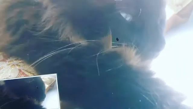 #нашаняша смотреть онлайн